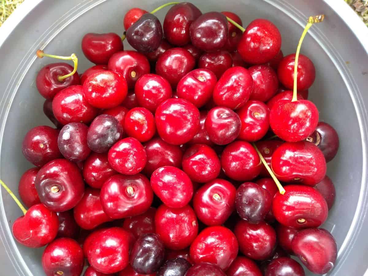 A gray bucket filled with shiny bright red cherries, some of them have stems.