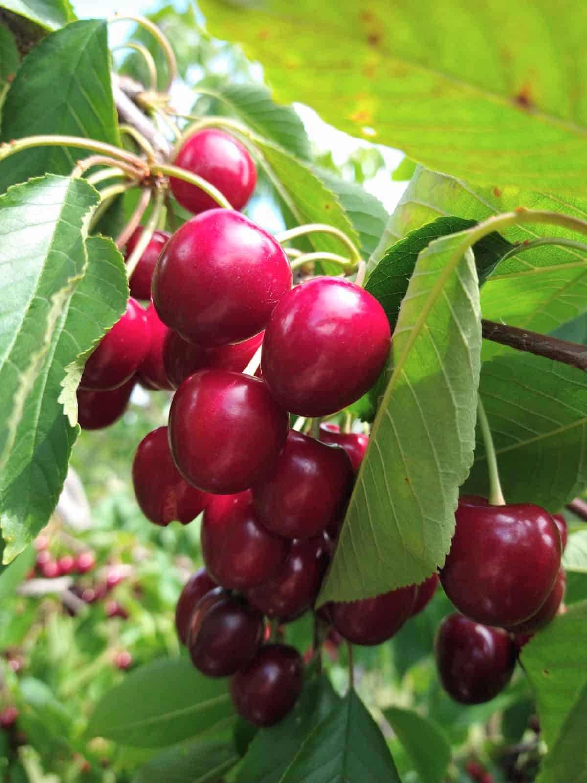 Red cherries hanging in bunches in a tree with green leaves.