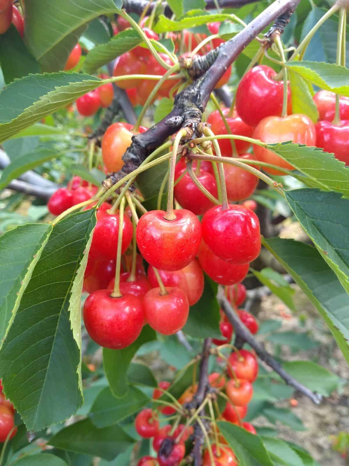 Light cherries with red blush hanging in trees.