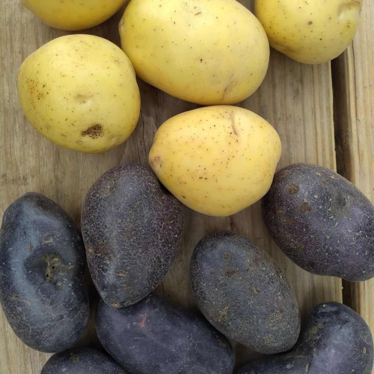 A wood board with gold potatoes on top and purple potatoes o the bottom. 