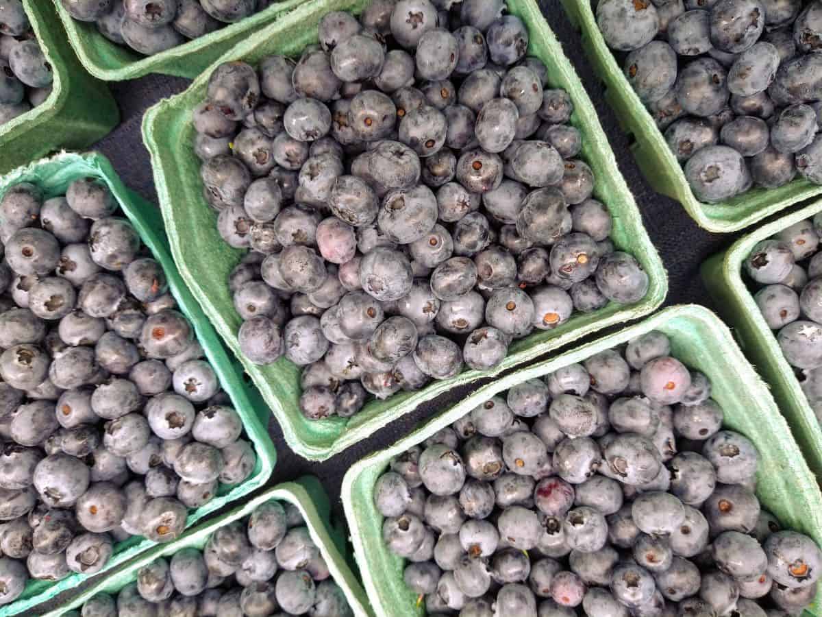 Fresh Blueberries in light greenish blue colored container at a farmer's market.