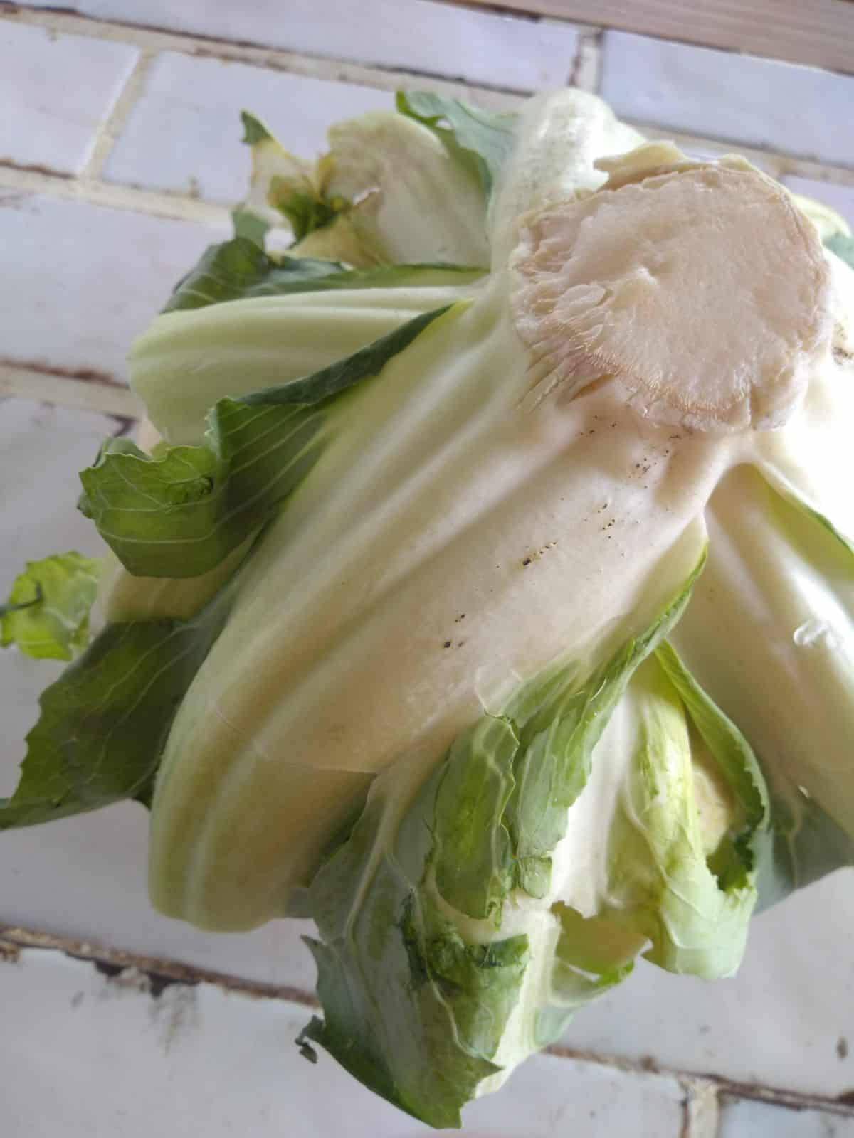 The bottom of a head of cauliflower on a white tile countertop.