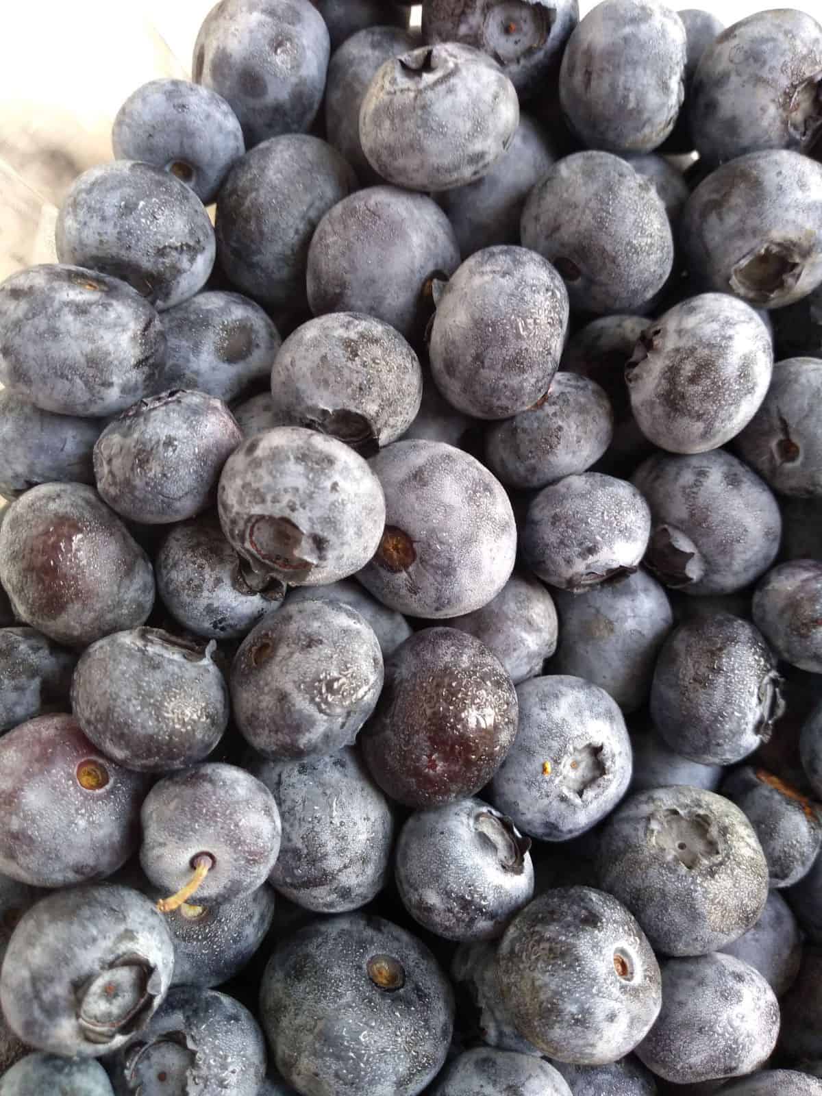 A close up of blueberries  showing the white bloom on the berries.