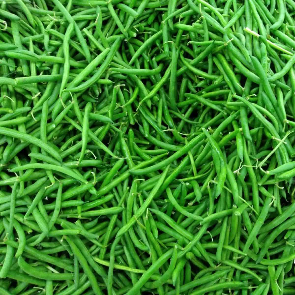 Close up of a pile of bright green beans.