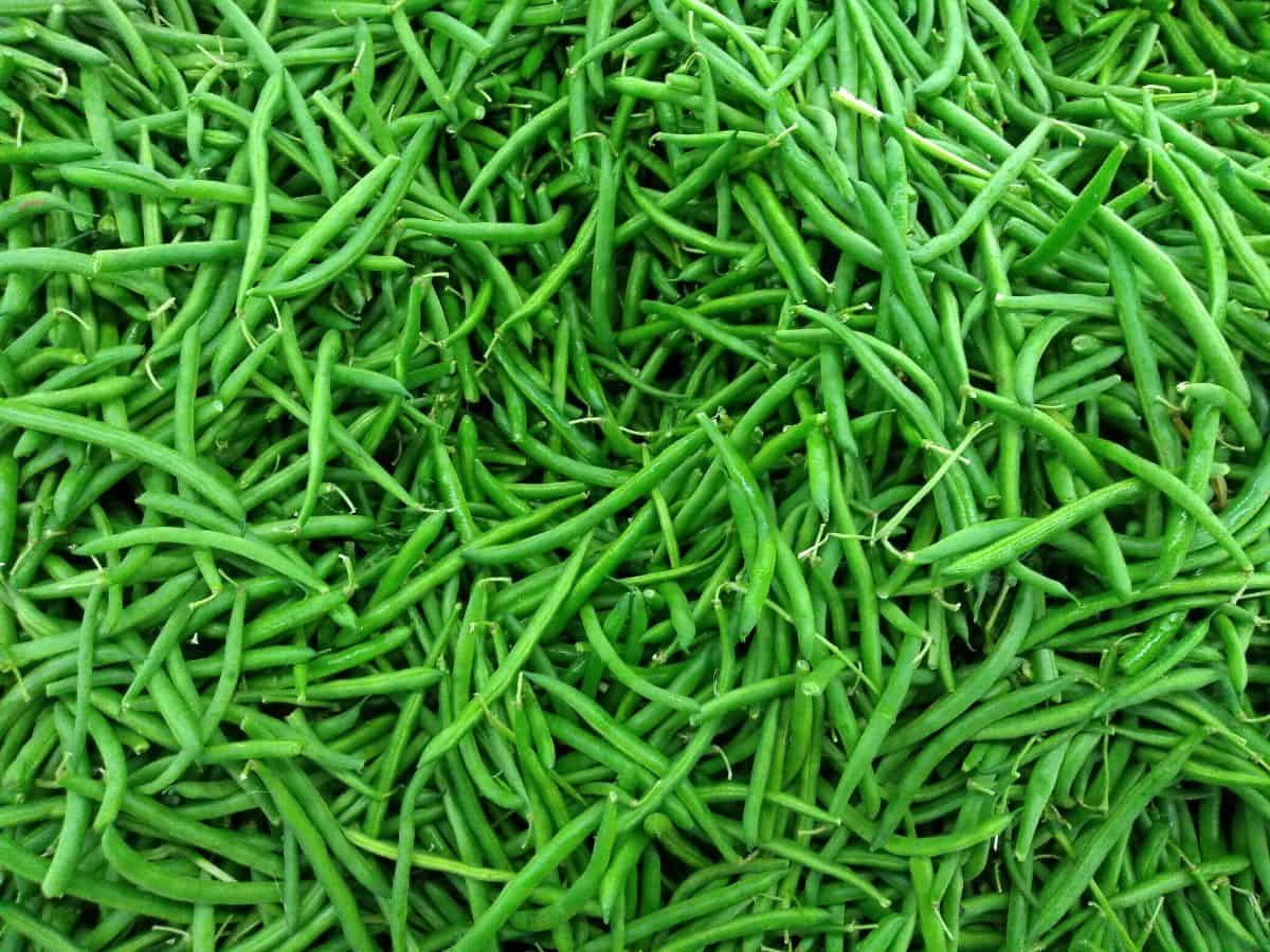 Close up of a pile of fresh bright green beans.