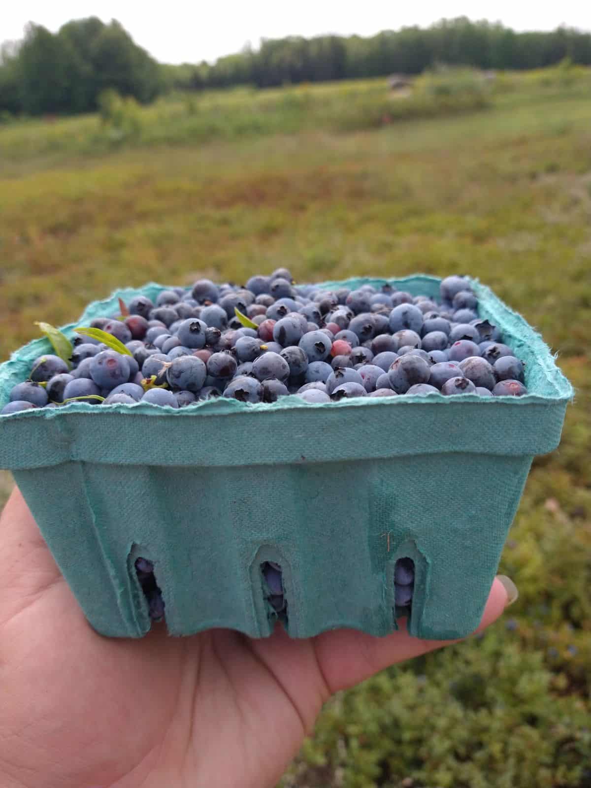 Freshly picked blueberries in a quart sized container in someone's hand with the field in the background.