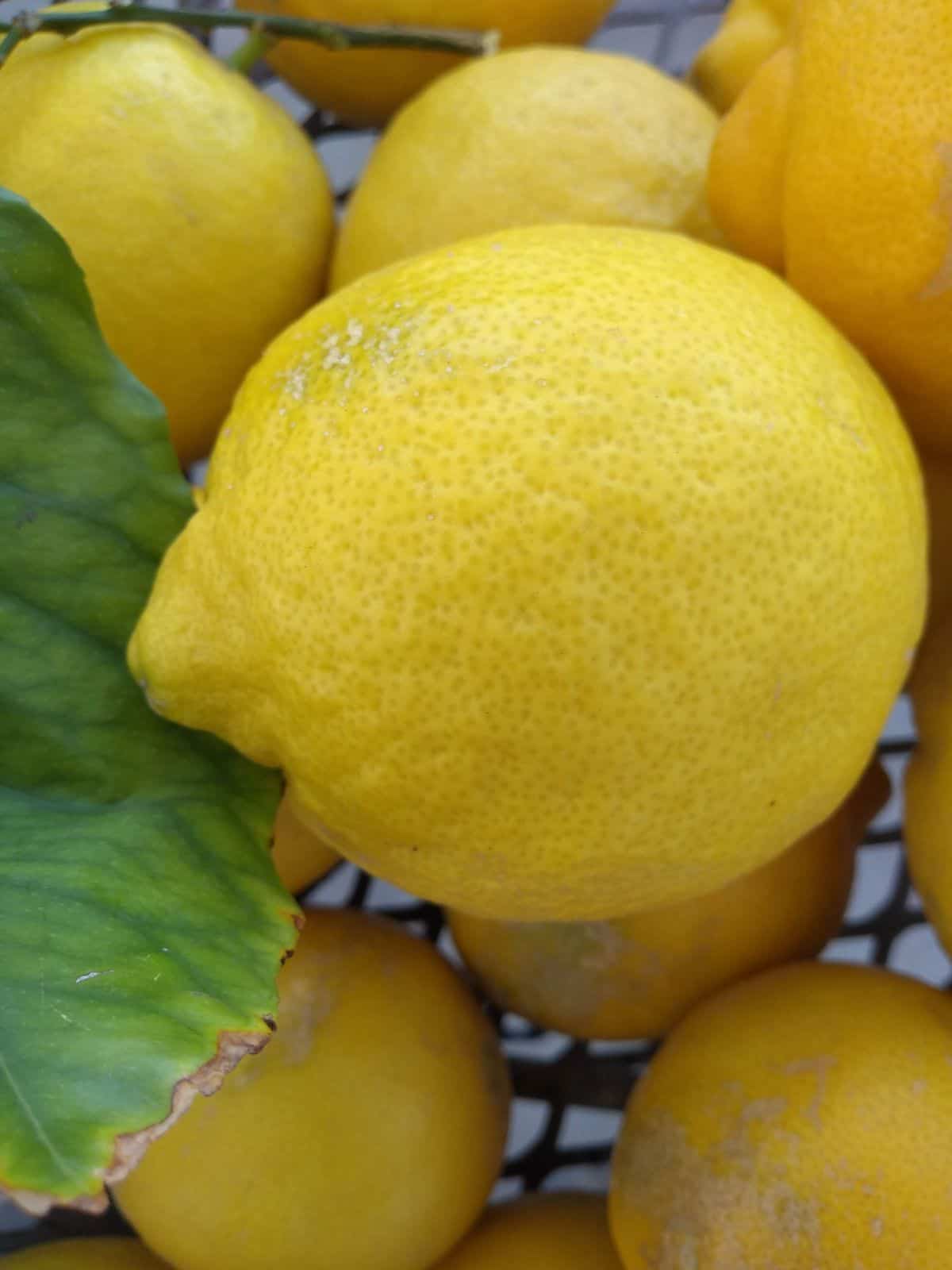 Lemons stacked on a table, some with leaves still attached.