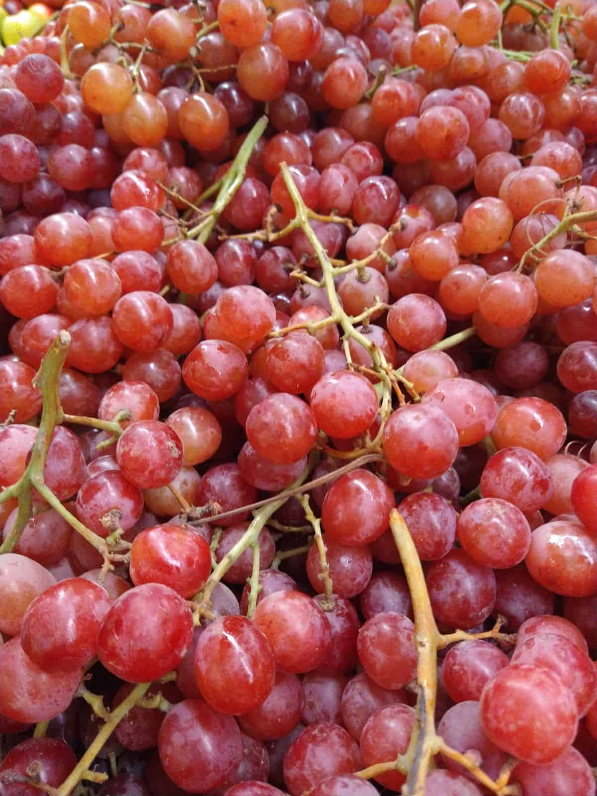 Close up on bunches of red grapes