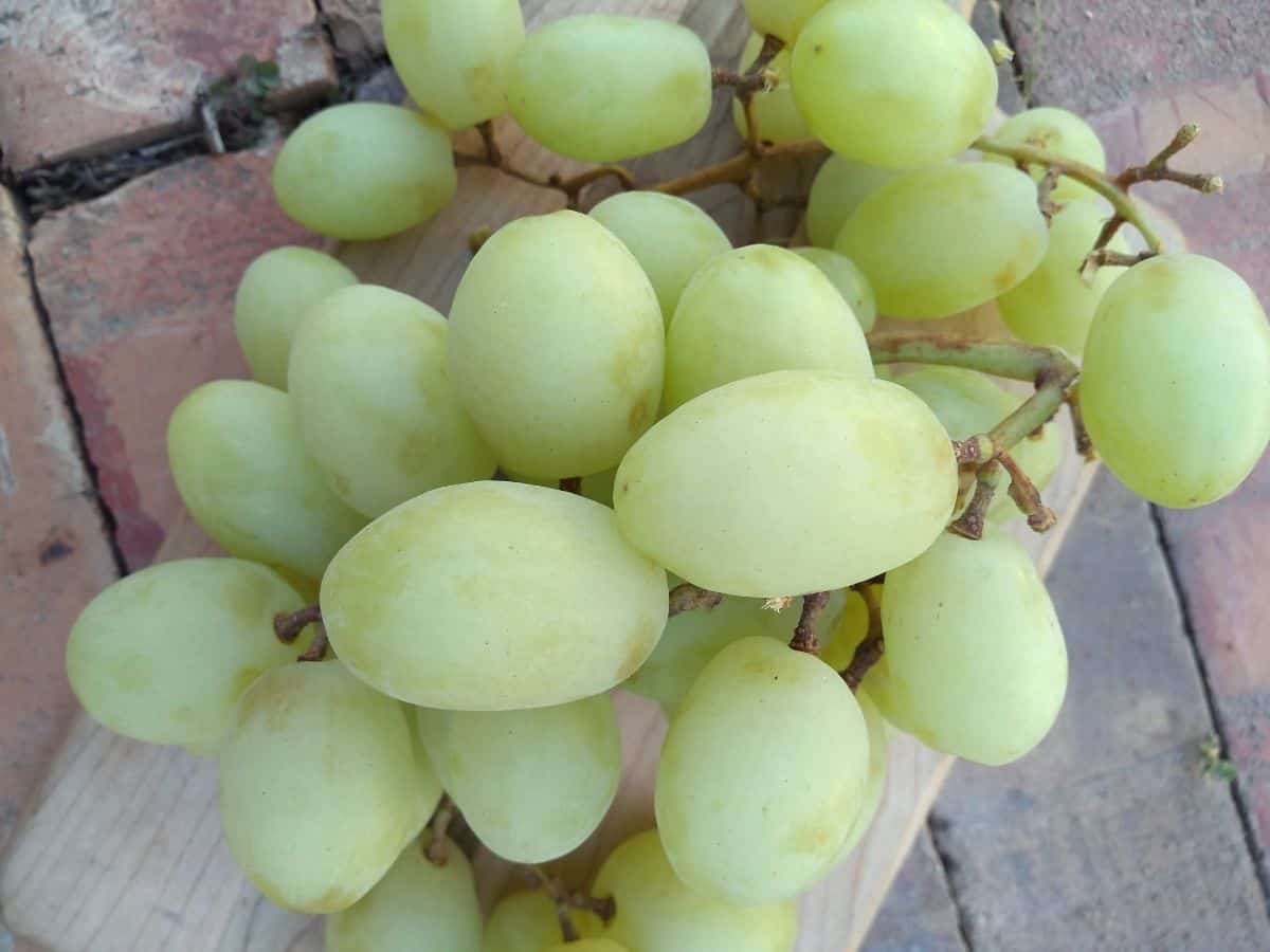 A bunch of green grapes with bloom on them on top of a cutting board on top of a wood picnic table. 