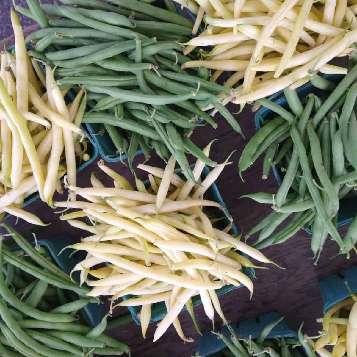 Containers of fresh green beans and yellow wax beans on a table at a farmer's market. 