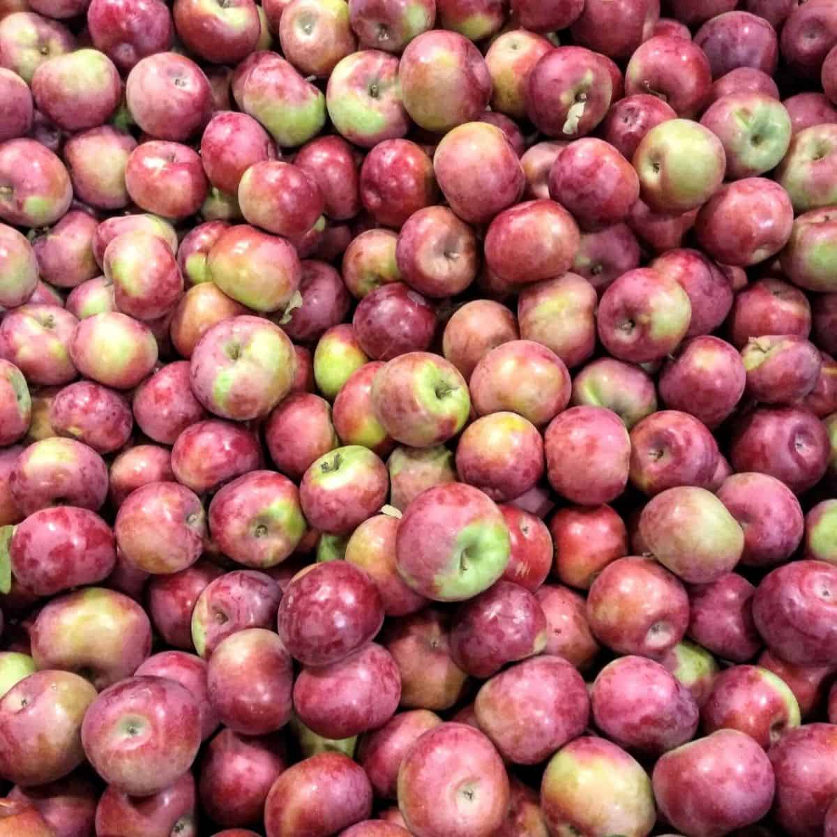 A bin filled with McIntosh apples. 