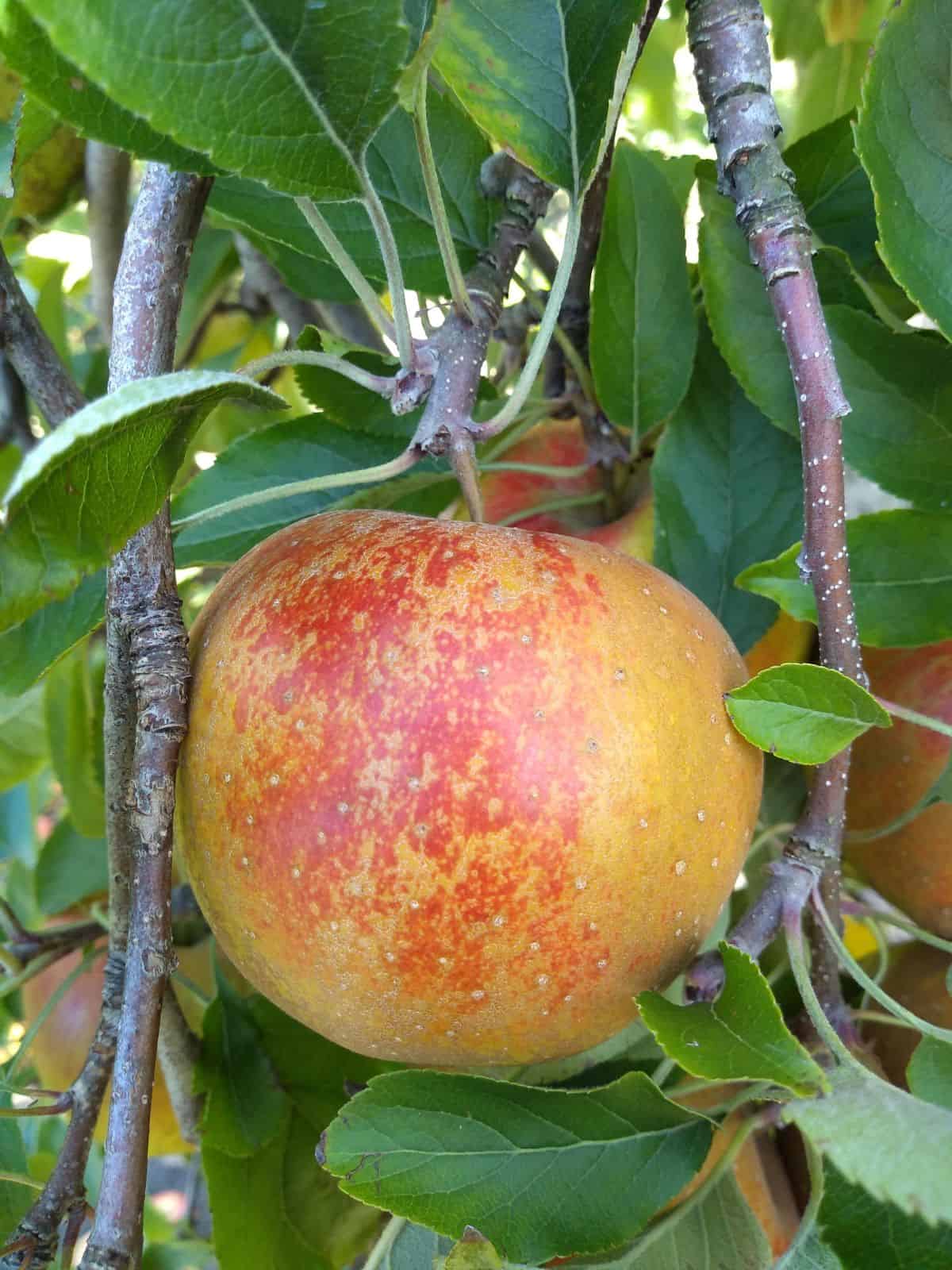 A close up picture of a single Melrose apple in a tree. The apple is red wit some brown russeting. 