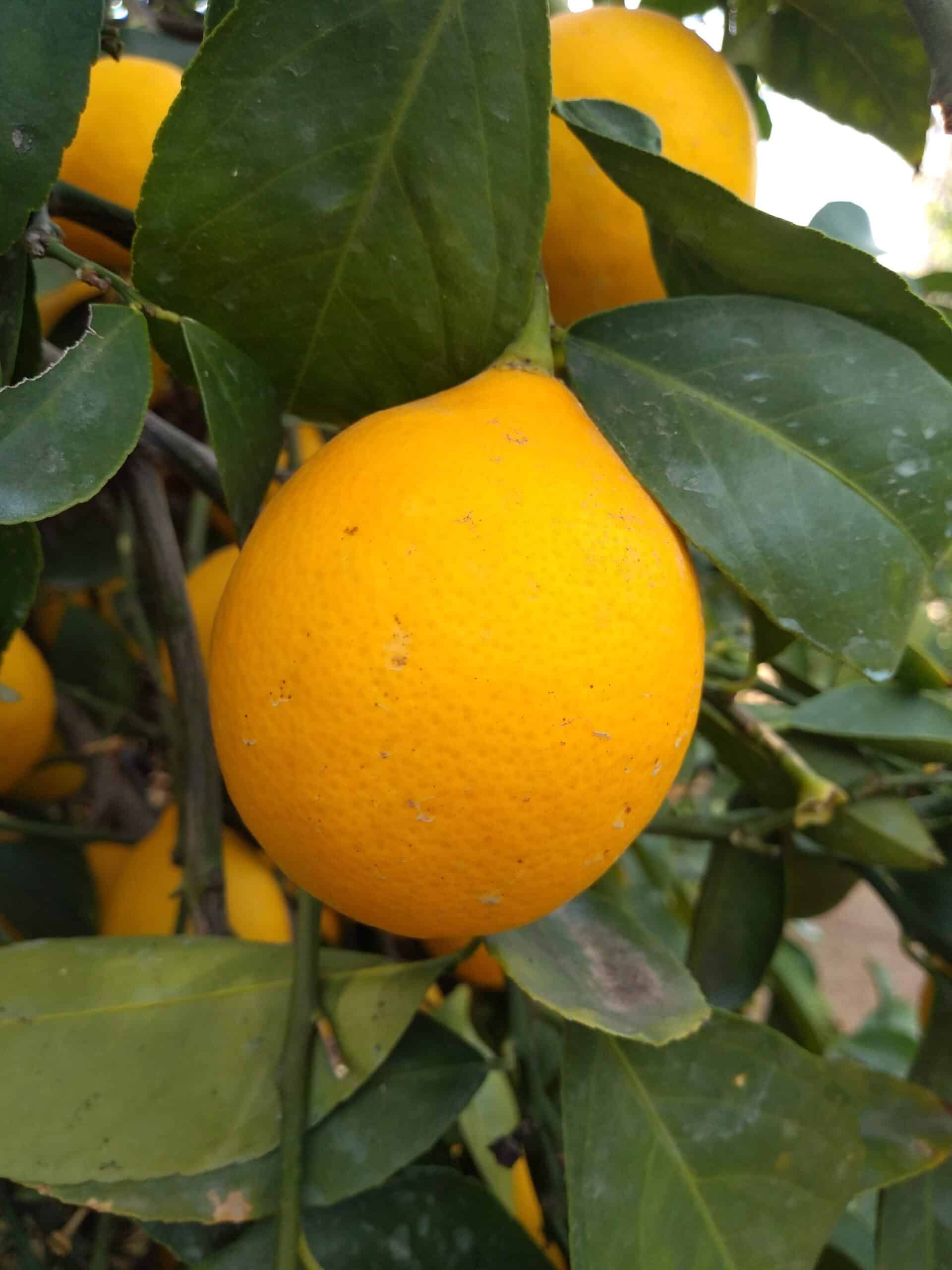 Meyer lemons pictured growing in a tree.