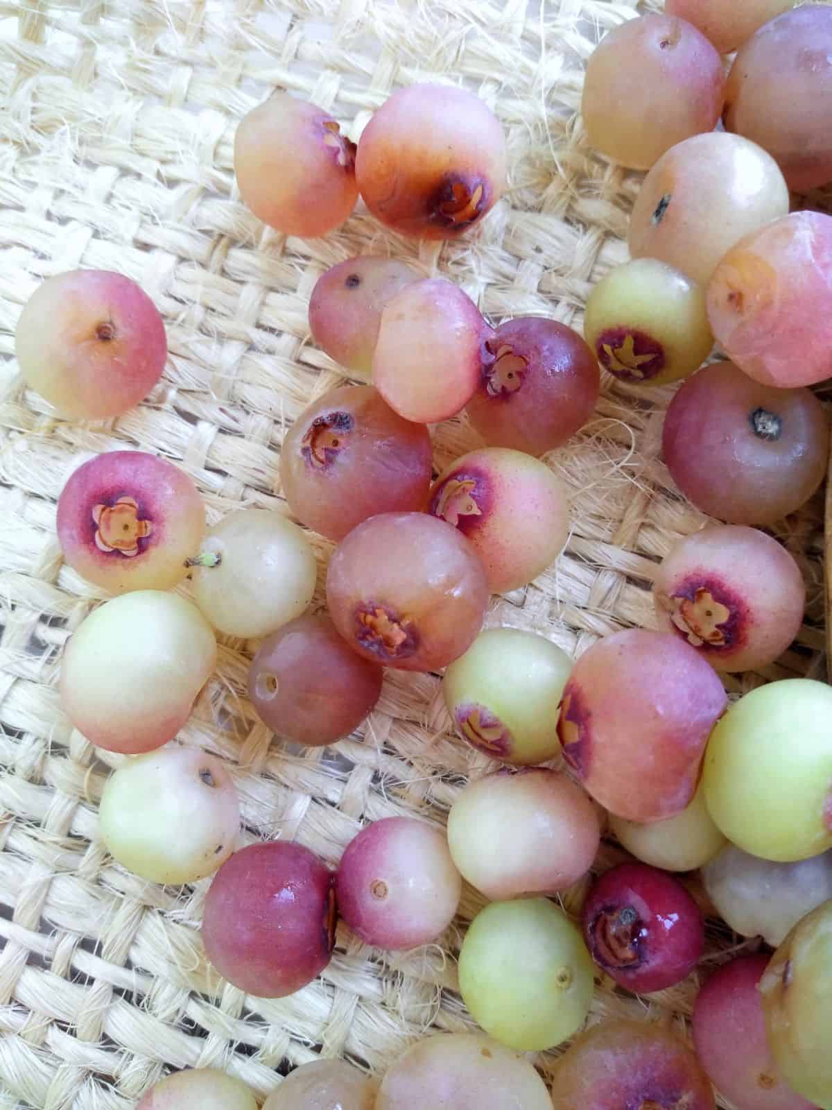 Pink Lemonade blueberries on a piece of burlap.