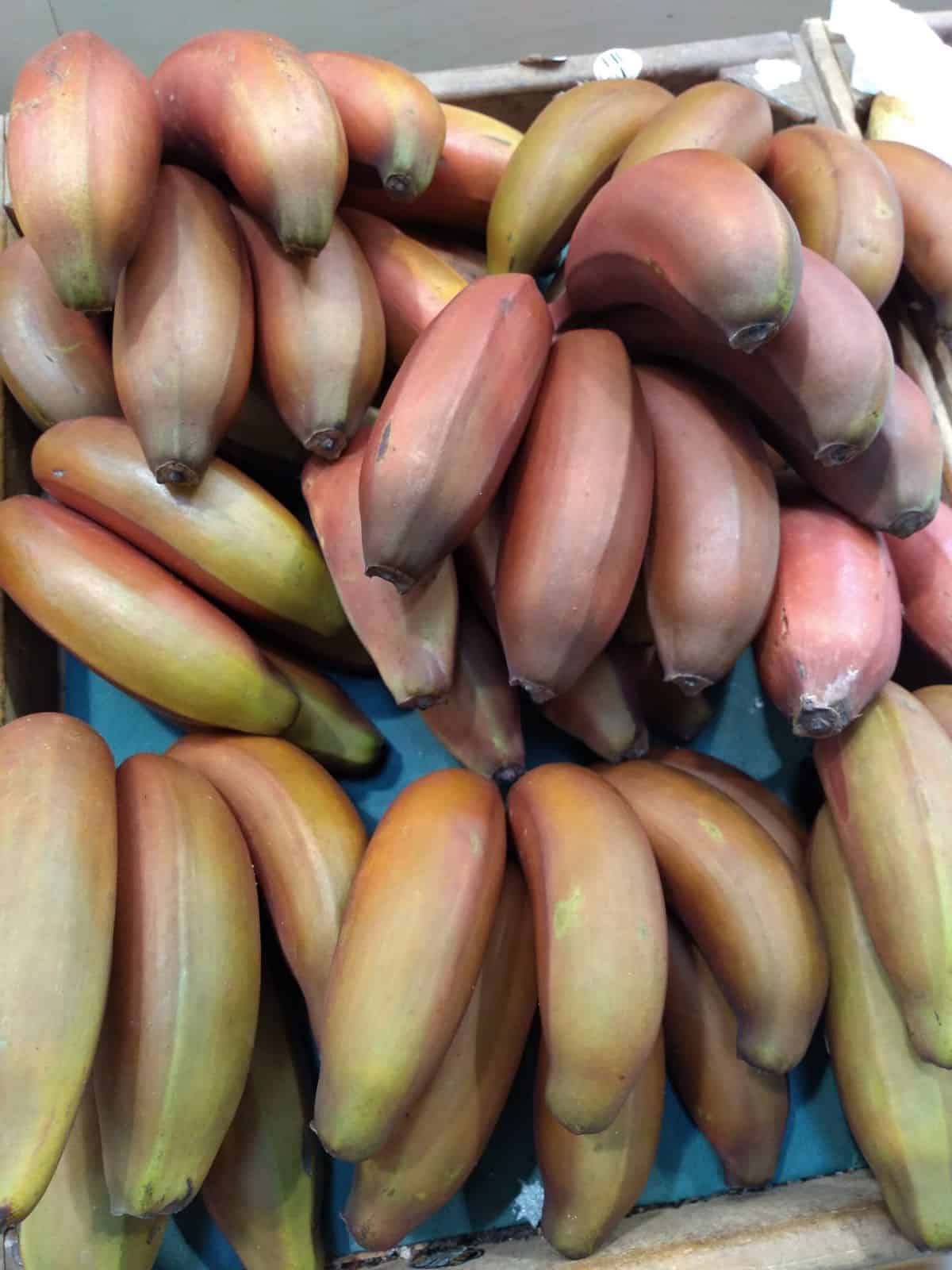 Unripe Red bananas in bunches at the store.