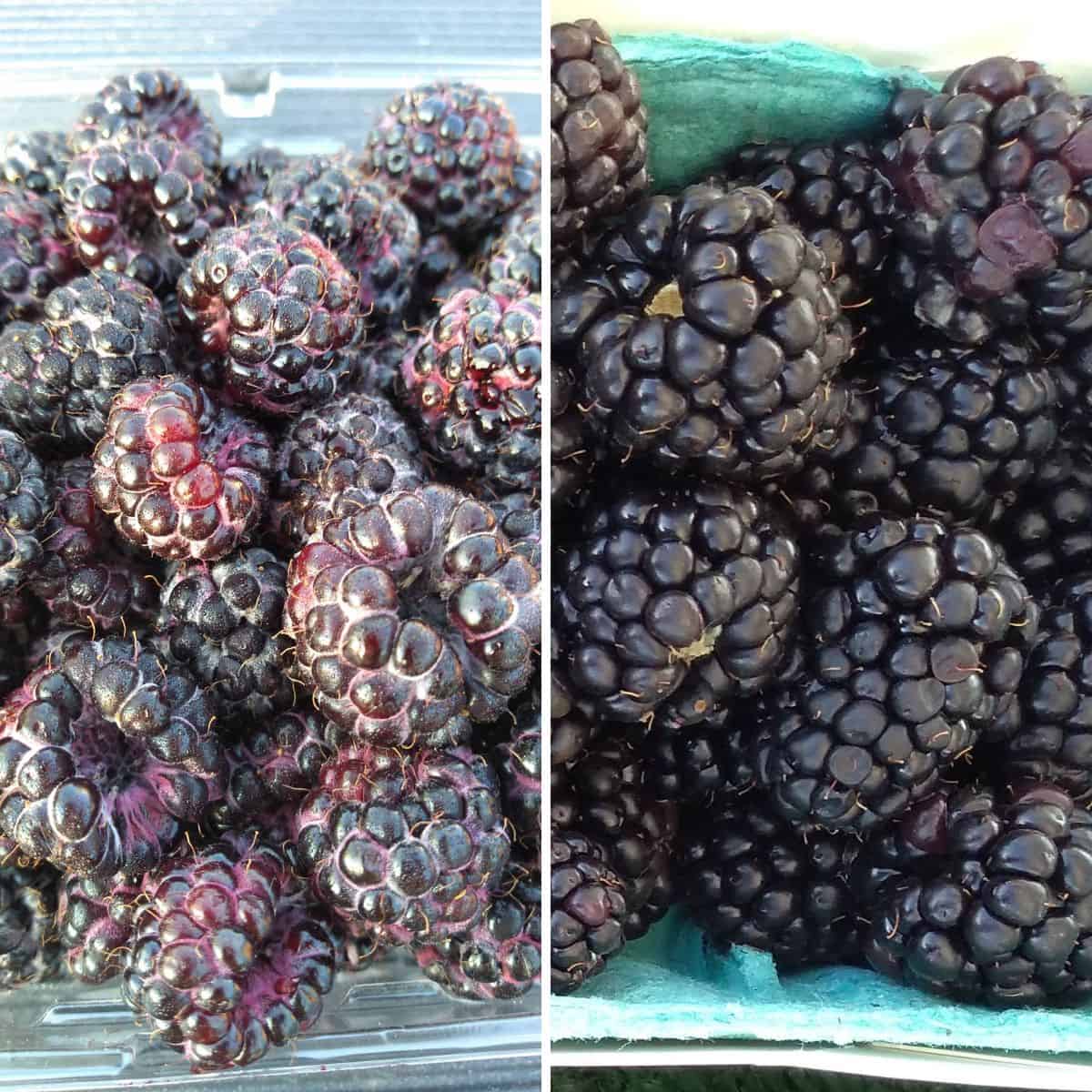On the left is a close up of black raspberries and on the right is a close up of blackberries.