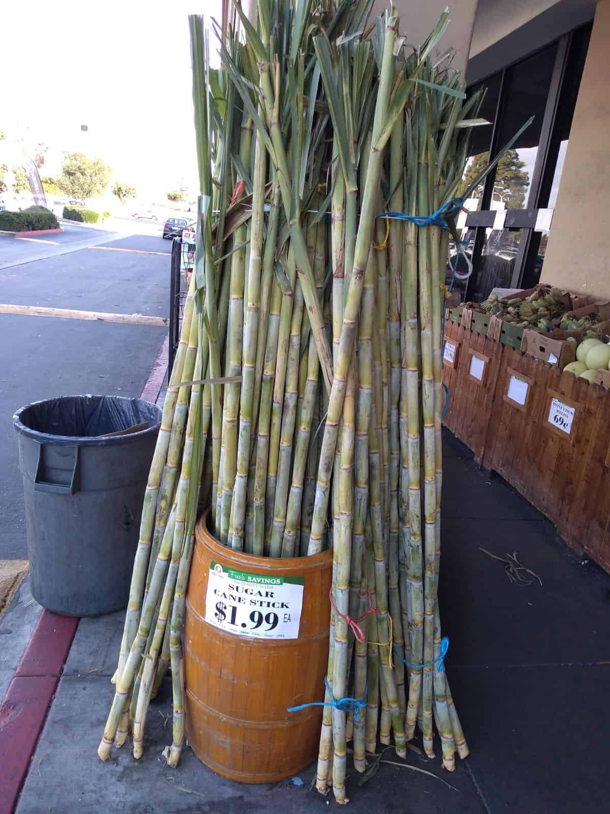 Fresh sugar cane sticks in a barrel outside a grocery store, priced at $1.99 each.