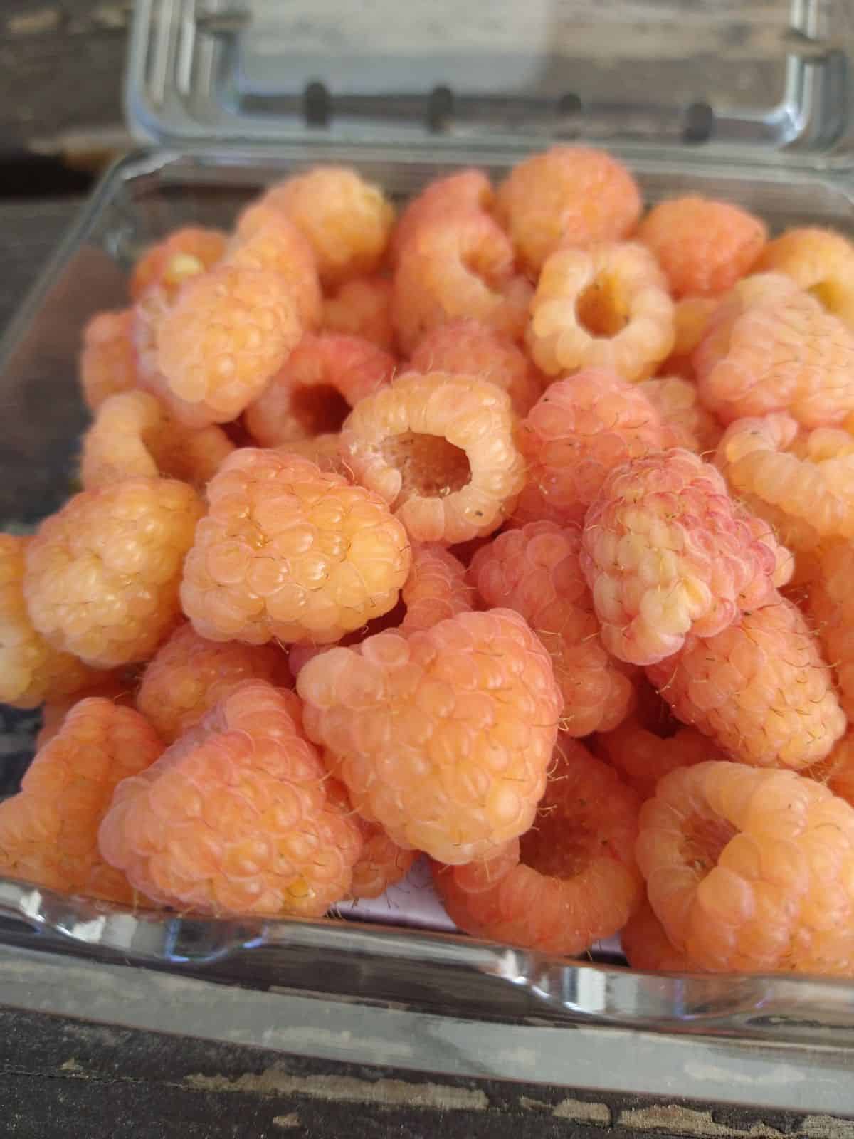 An up close picture of Driscoll's Rose Strawberries in an open plastic container siting on a picnic table.