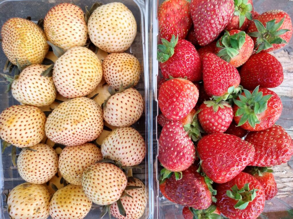 A container of Driscoll's Tropical Bliss white strawberries next to traditional red berries to show you the color difference.