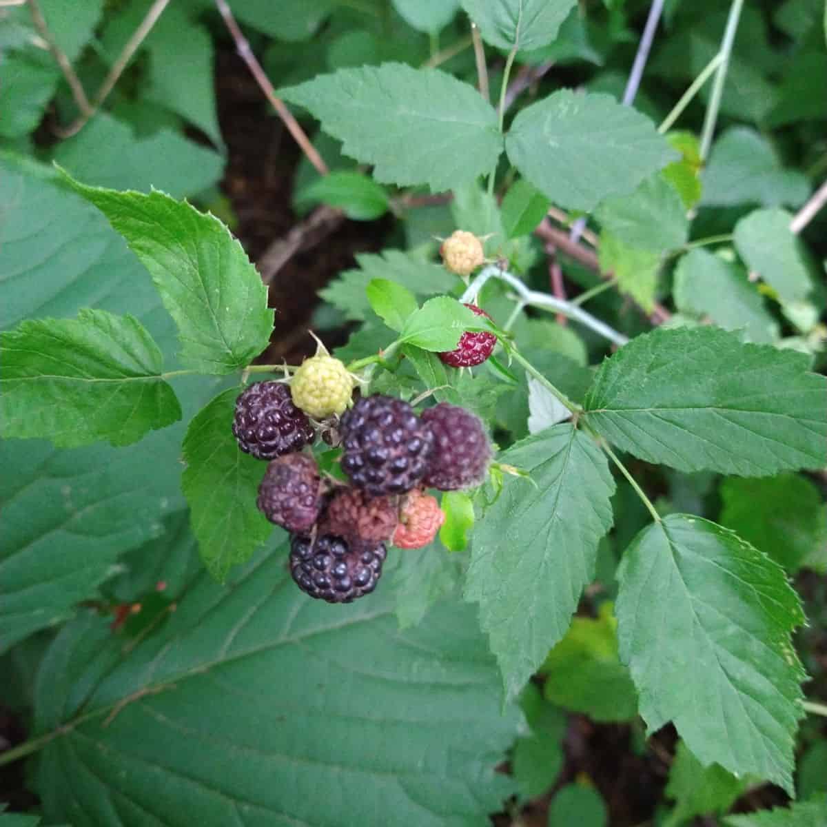 Wild black raspberries ripening on the plant.