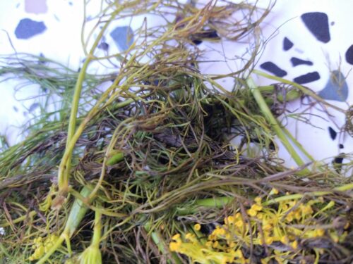 How to Tell if Dill is Bad? 3 Ways It Goes Bad - Eat Like No One Else