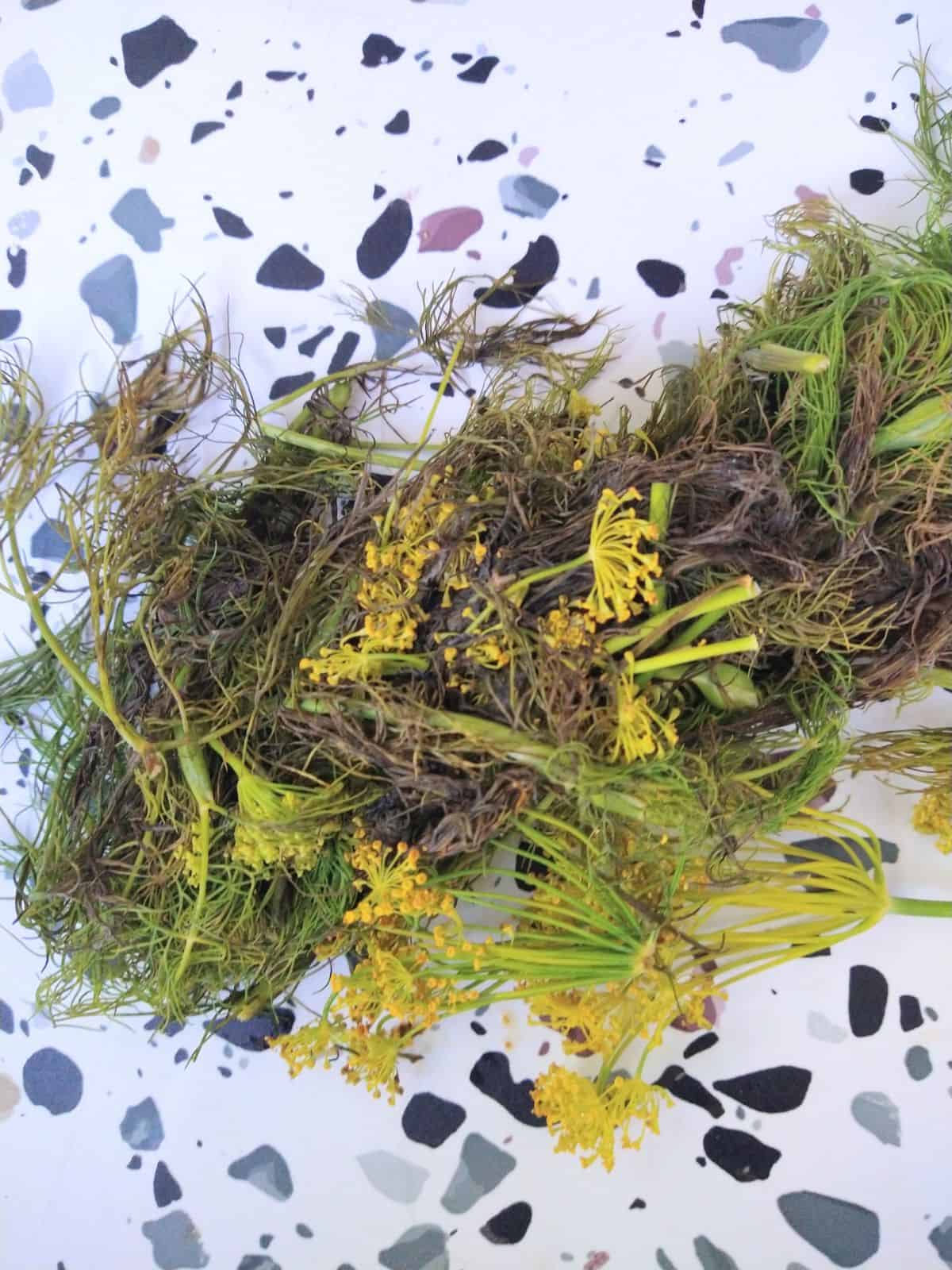 A bunch of dill that is truing yellow ad black laying on a white table.