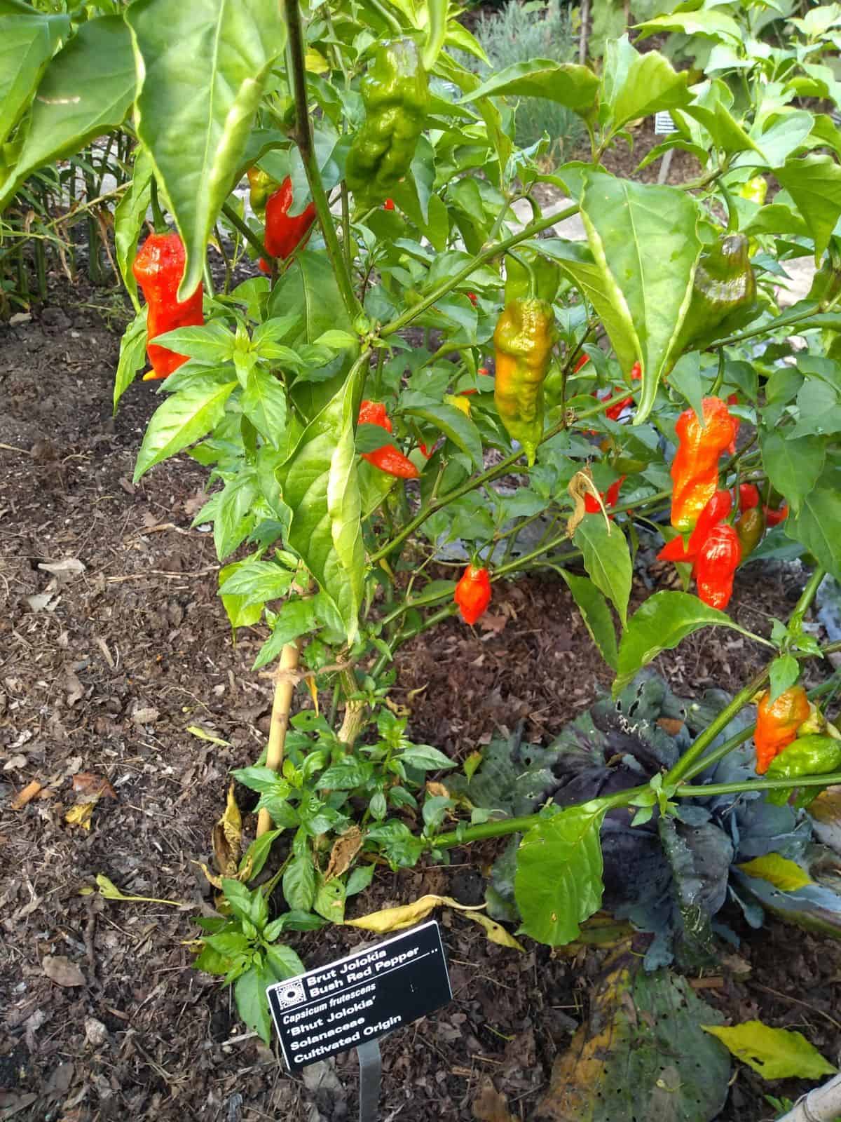 A Brut Jolokia or Ghost pepper plants growing outside. The peppers that are forming looked wrinkly but aren't shriveled. 