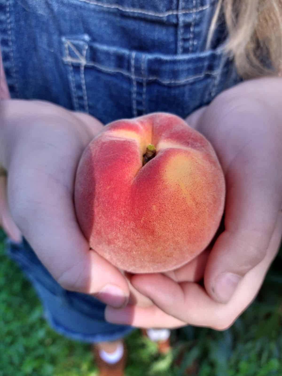 A girl wearing overalls holding a single peach in her hands.