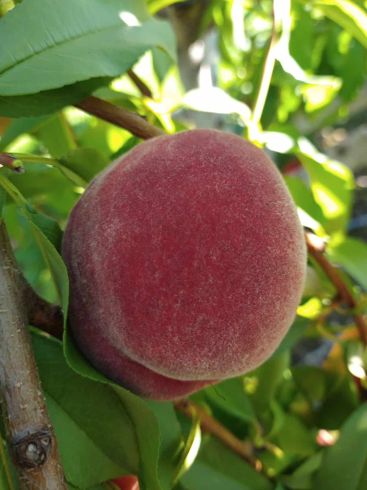 A single peach shown growing in a tree with green leaves.