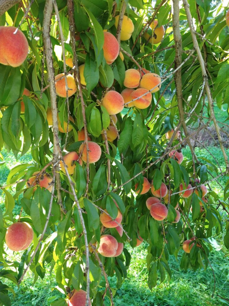 Fresh ripe peaches hanging in trees with long green leaves.