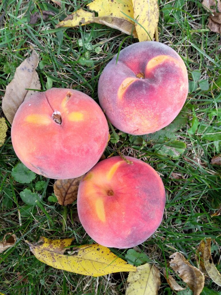 Three mainly red colored peaches sitting on the green grass with a few fallen leaves.