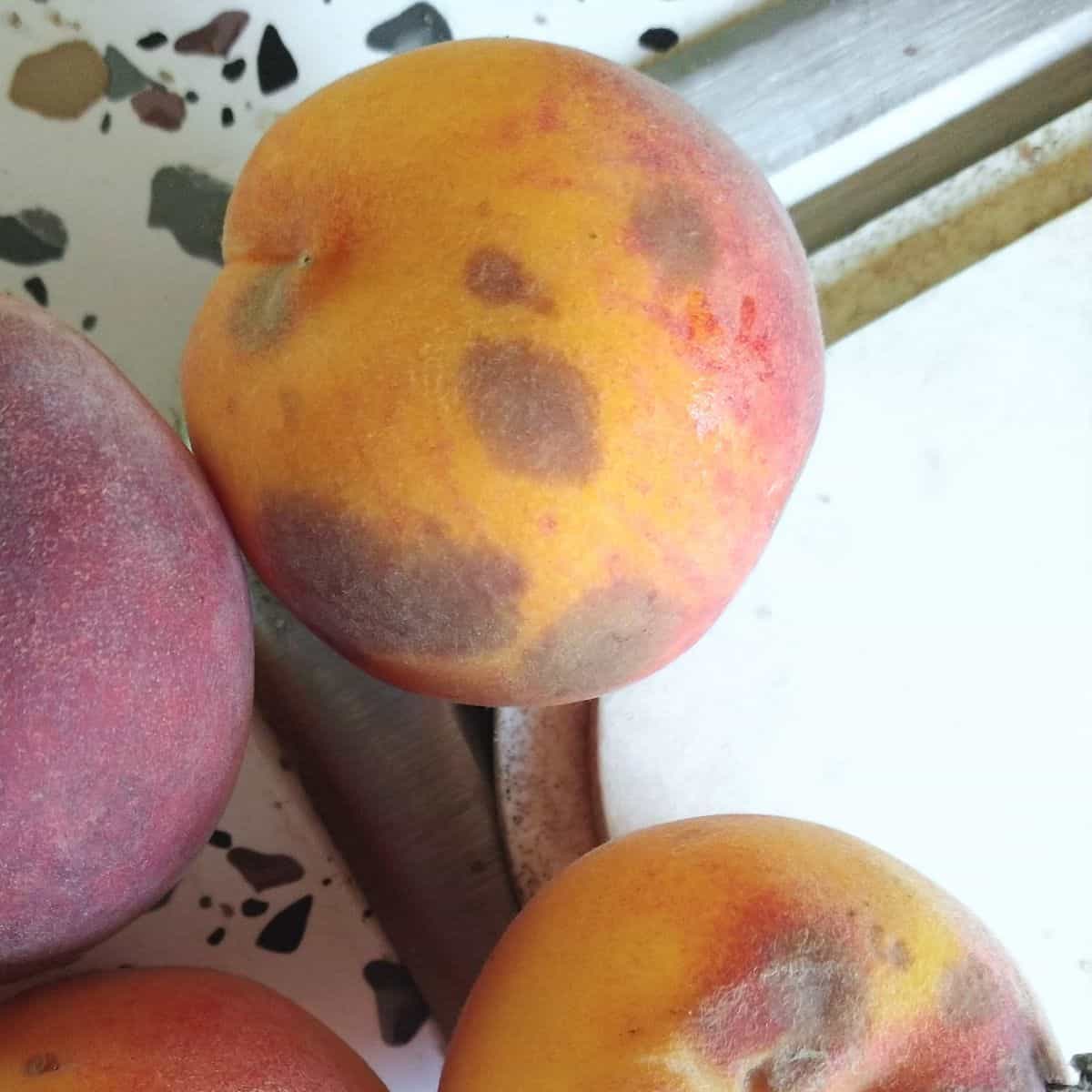 Brown spots are shown forming on the outside of some peaches.