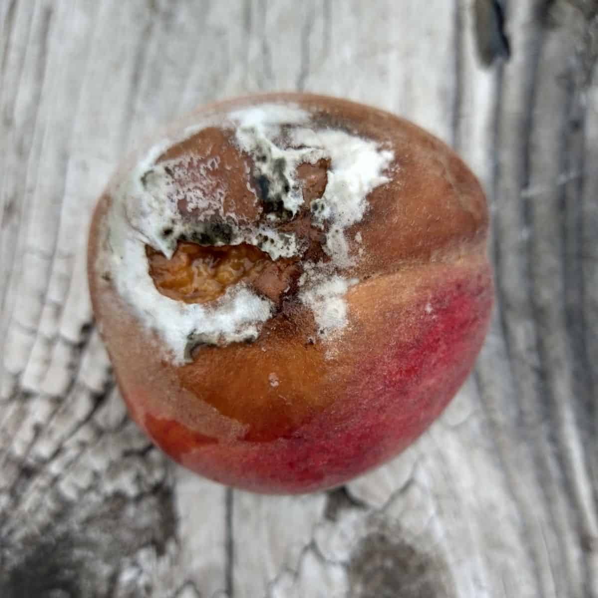A peach where the bottom half of it is shown covered in mold. The peach is on a wood picnic table.