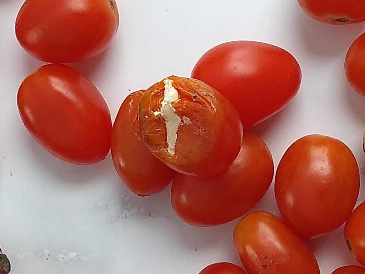A pile of red cherry tomatoes with one tomato on top that is split open and filed with white mold.