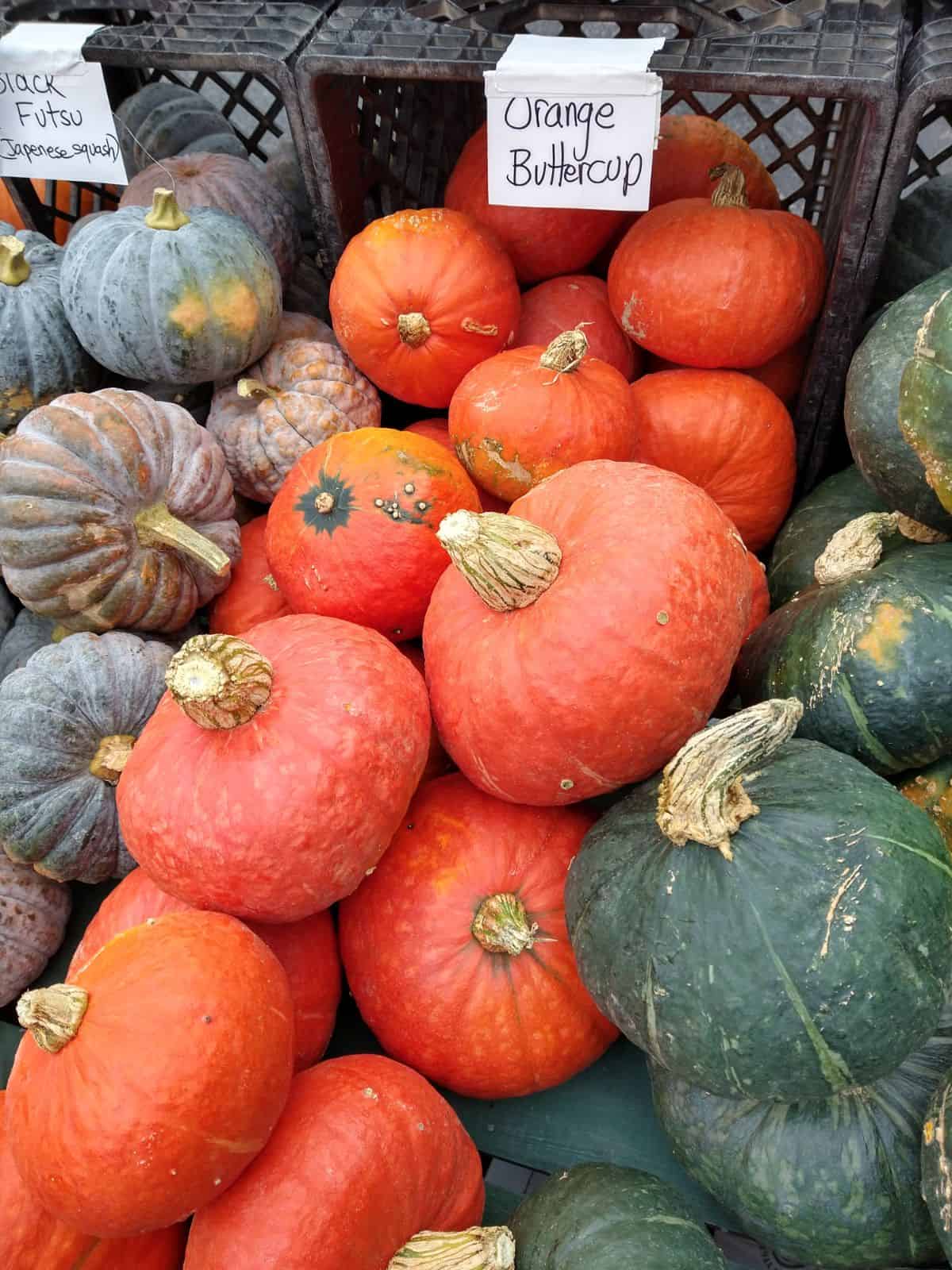 A farmer's market display of winter squash. The photo is focused on the Orange buttercup squash. 