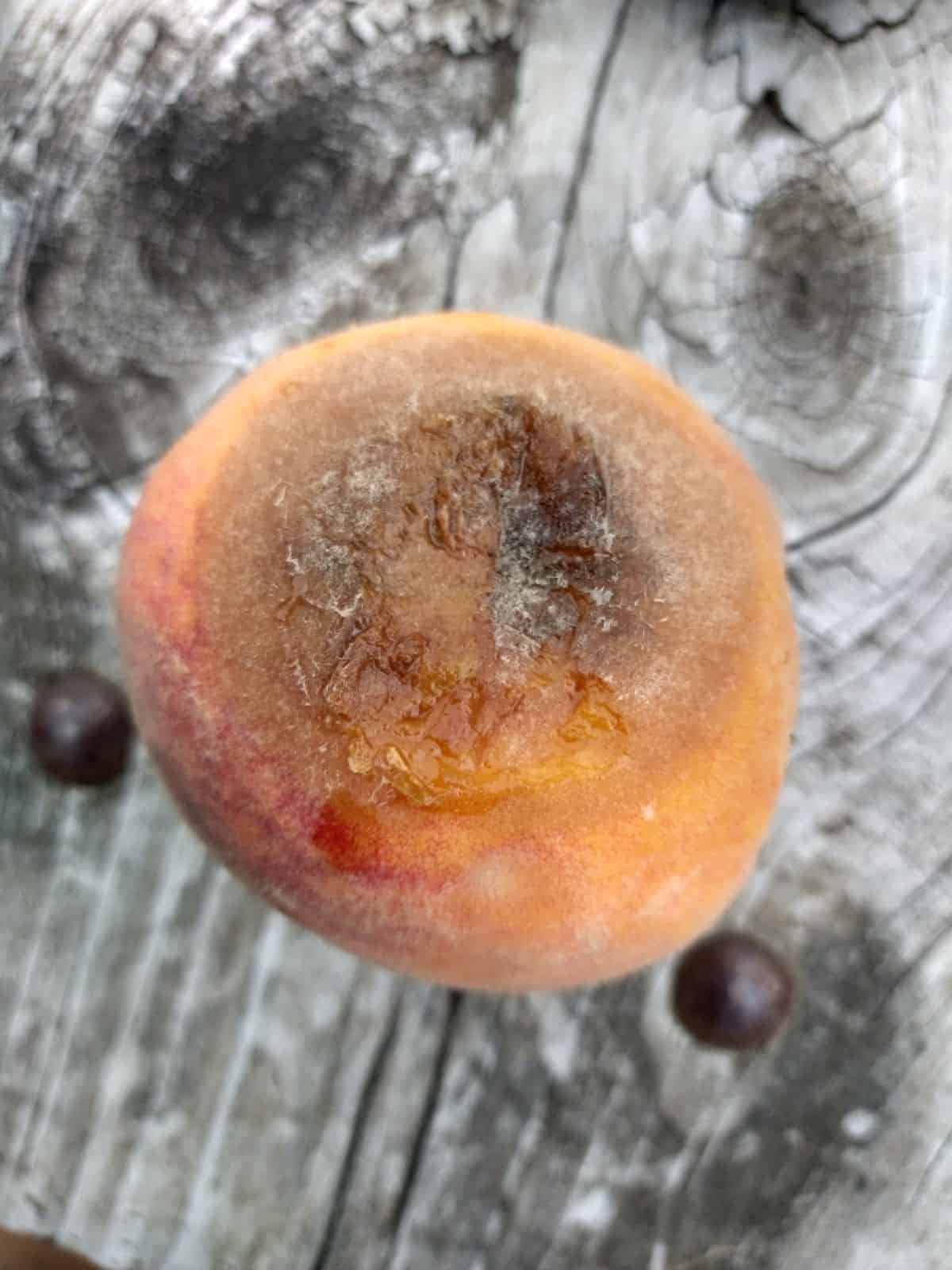 A close up of a sot spot on a peach sitting on a wood picnic table.