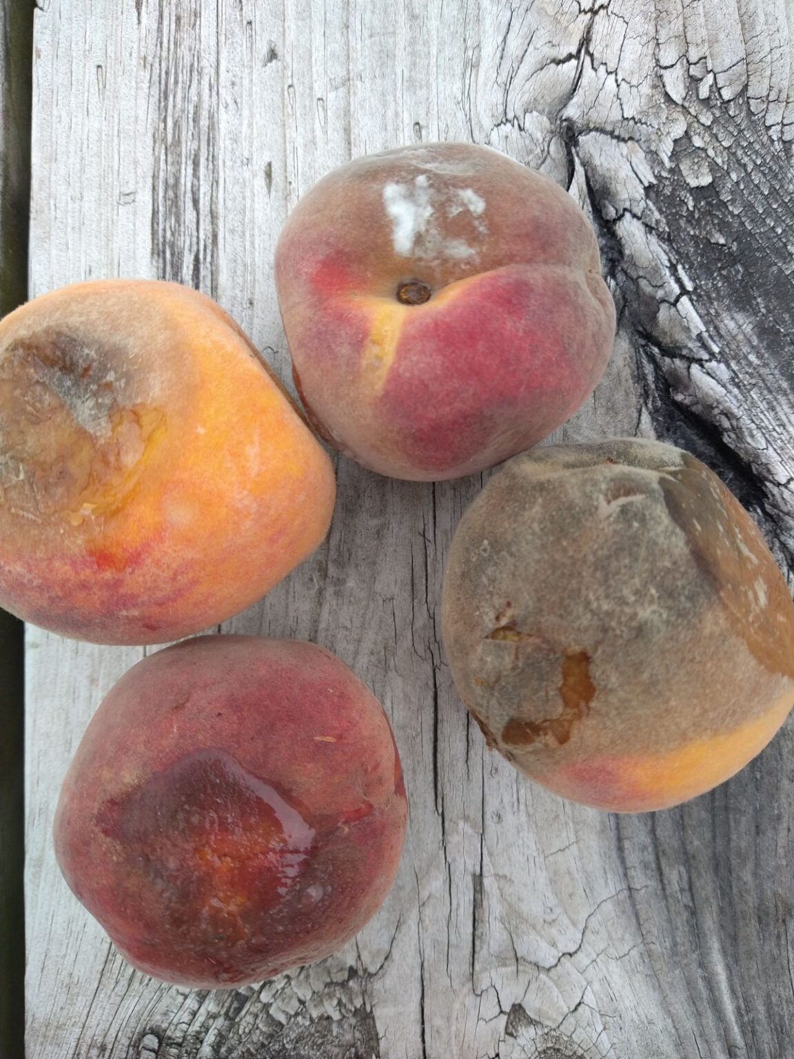 How Do You Tell If A Peach Is Bad Eat Like No One Else how-do-you-tell-if-a-peach-is-bad-eat-like-no-one-else