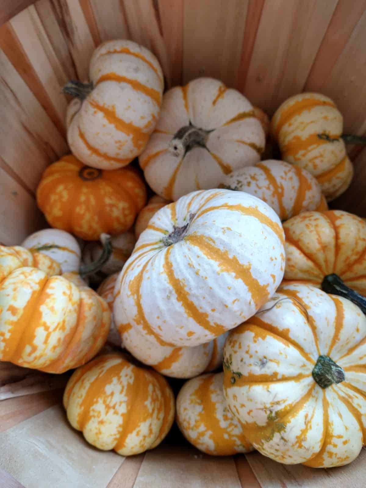 Small white pumpkins with a orange strip are sitting inside of a half bushel basket.