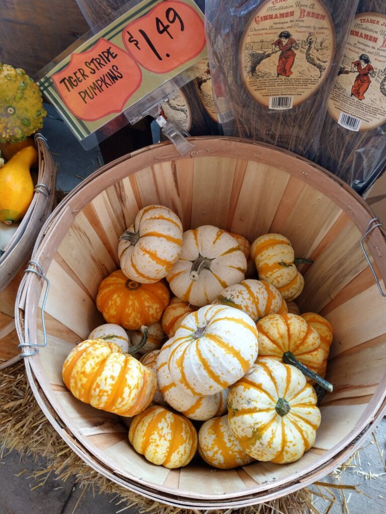 Small white pumpkins with a orange strip are sitting inside of a half bushel basket. A sign nearby says Tiger Stripe Pumpkins $1.49.