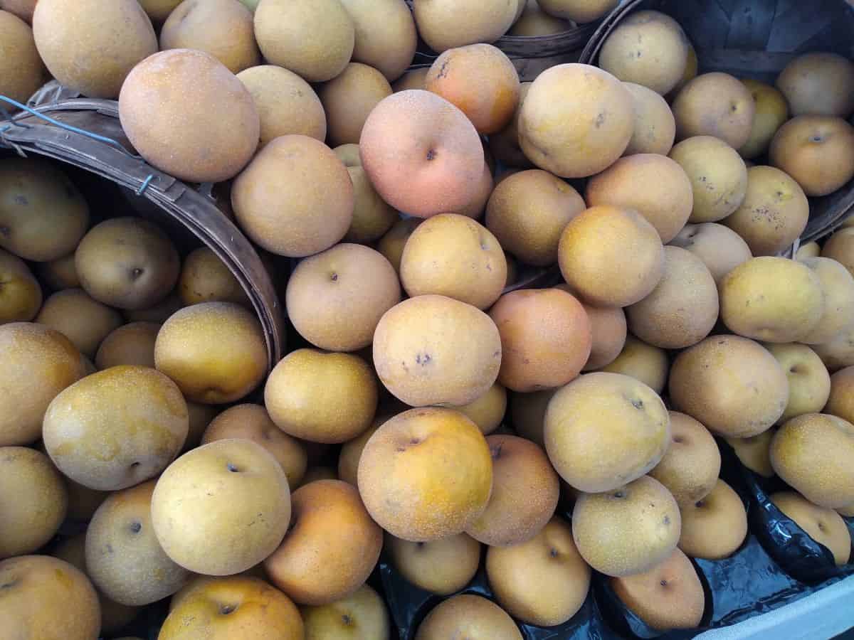 A display of stacked up brown Asian pears at a farmers market. 