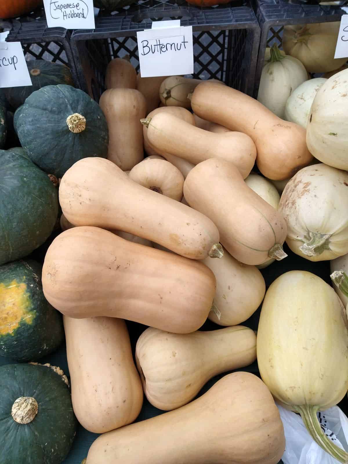 A farmers market display of Buttercup, Butternut, and Spagehtti squashes.