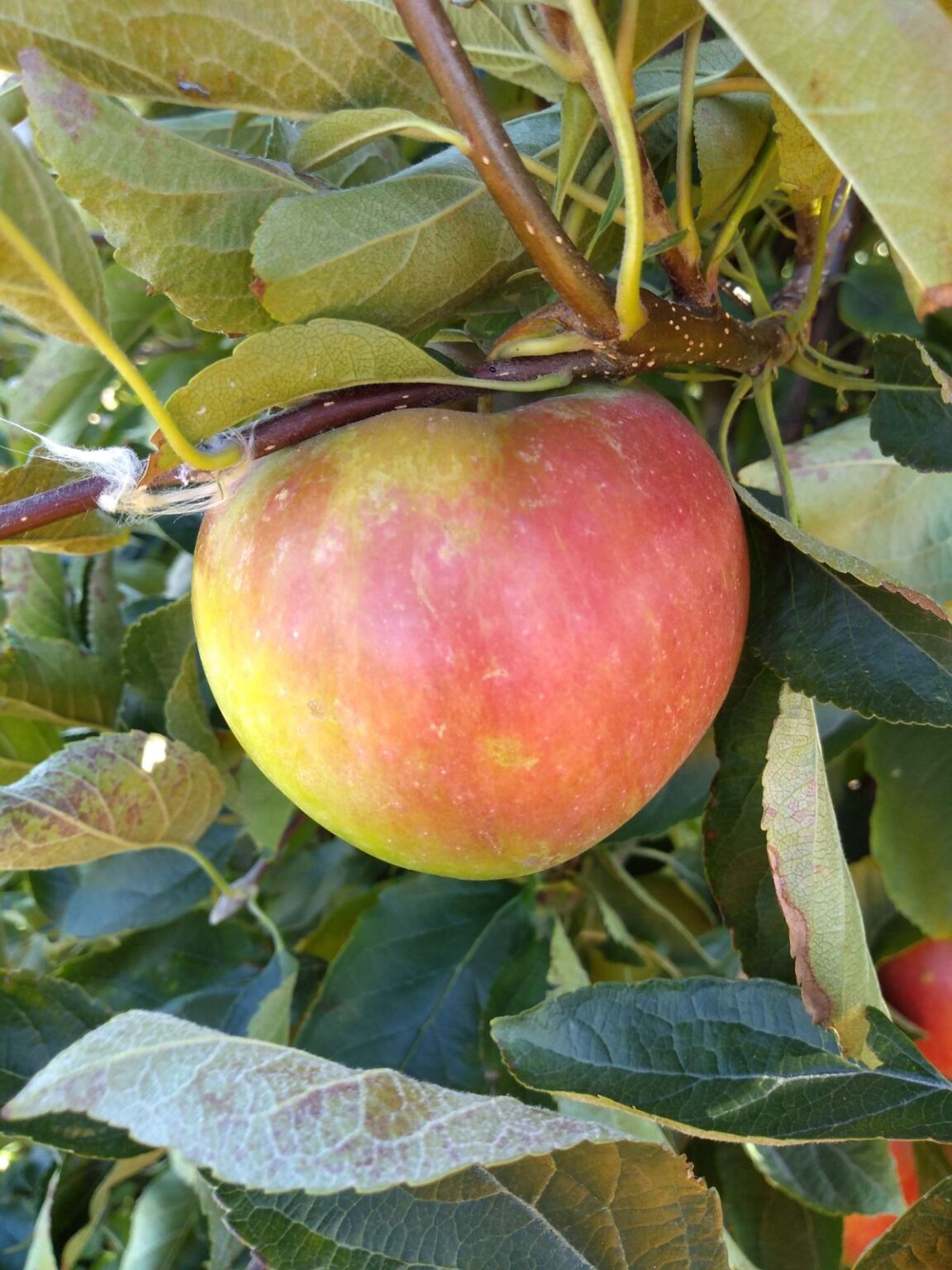 Ida Red Apples Eat Like No One Else