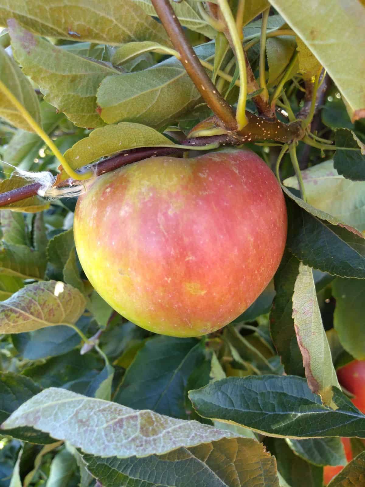 Hanging in a tree is a single Ida Red apple with a rosy color skin with greenish yellow color in the back