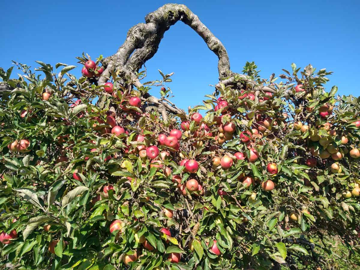 An apple tree is loaded with Ida Red apples.