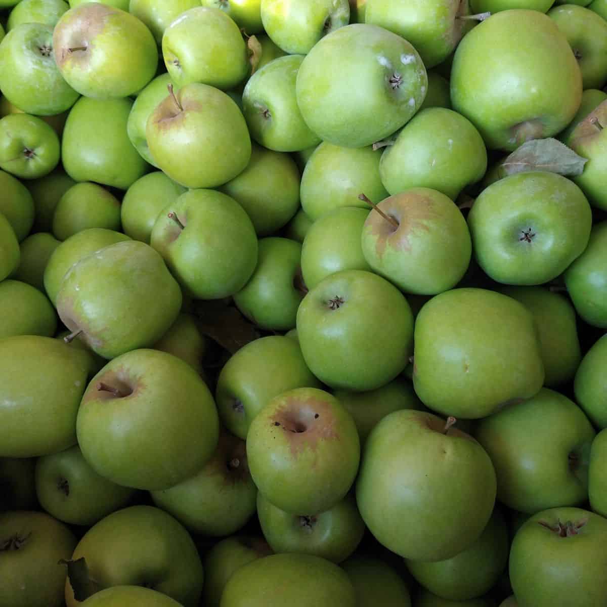 A close up of a bin full of green Mutsu apples.