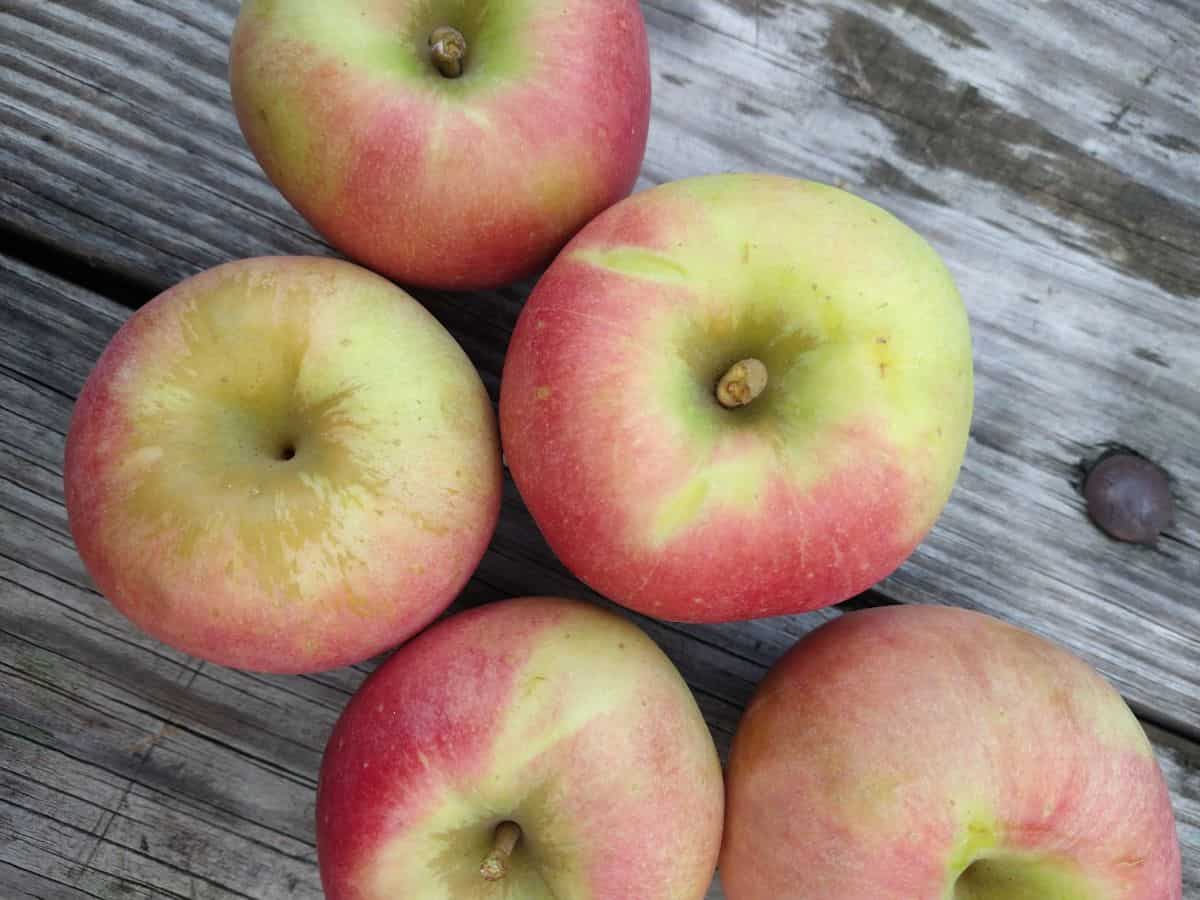 An overhead view of Sweet Zinger apples siting on a wood picnic table outside.