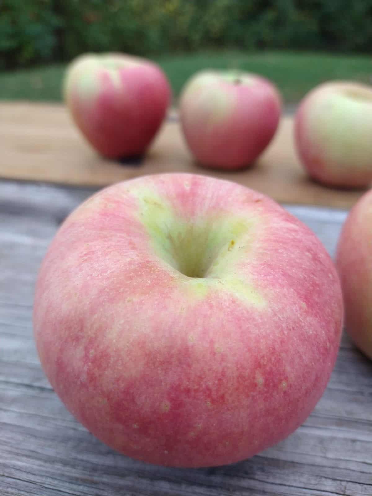 Sweet Zinger apples siting on a wood picnic table outside.