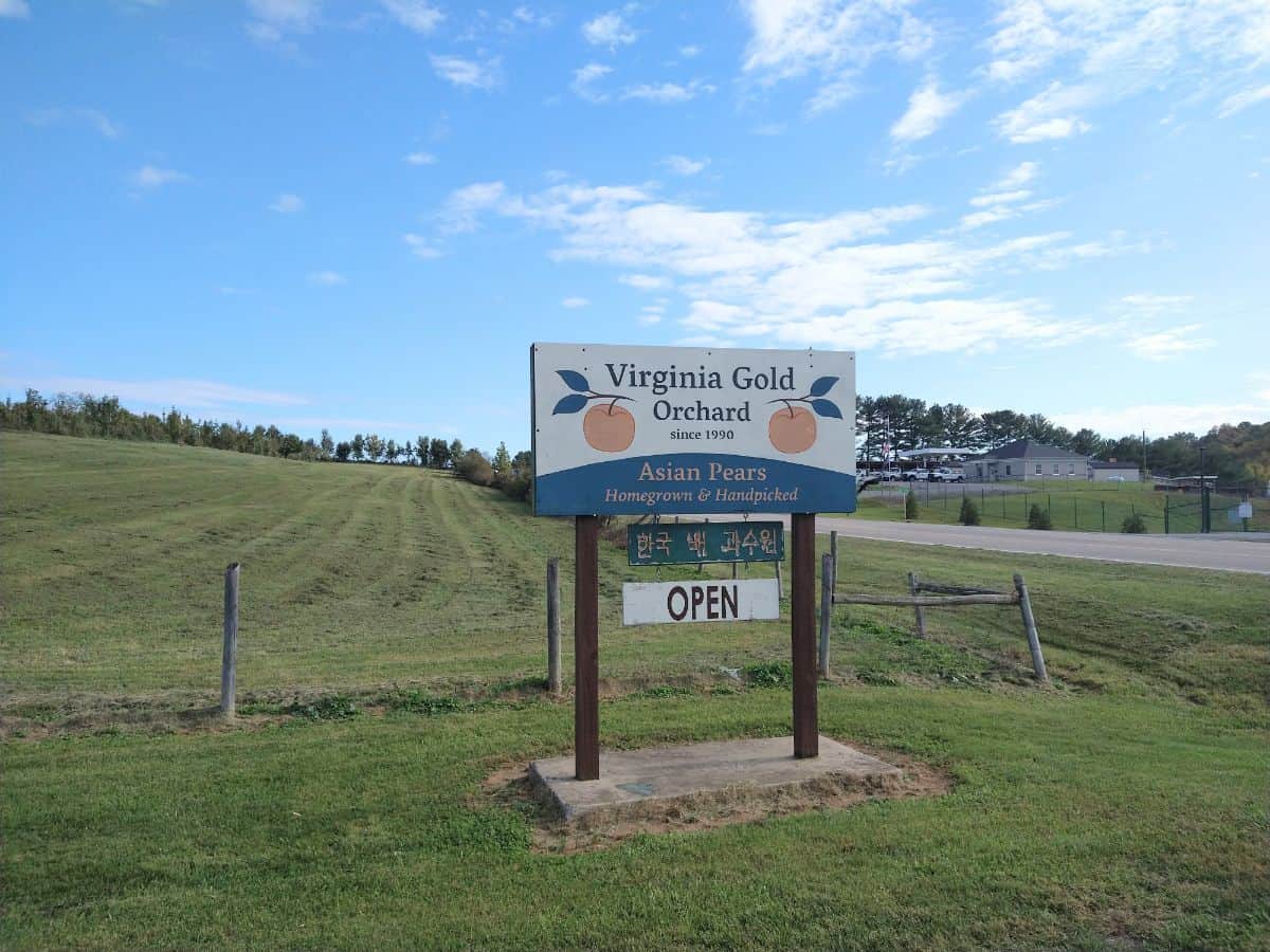 An orchard sign that reads Virginia Gold Orchard Since 1990. Asian pears. Homegrown & handpicked. 