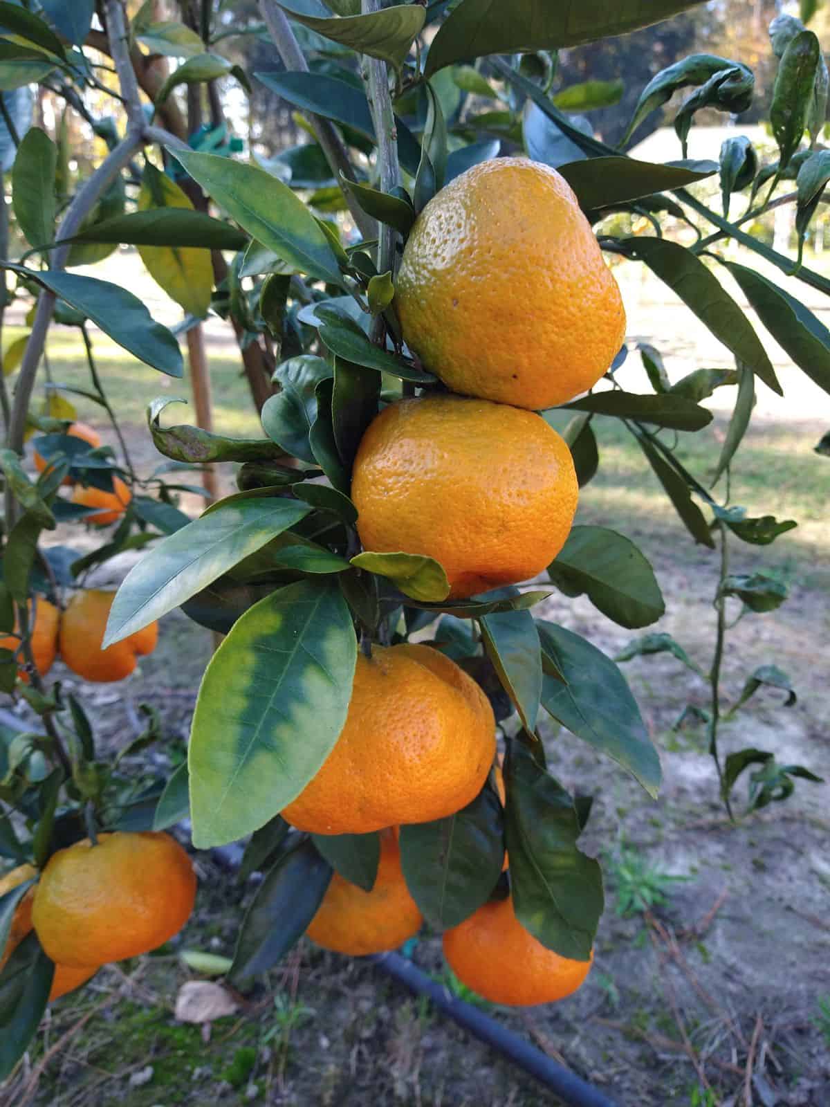 Several Satsuma mandarins pictured growing on a dwarf sized tree.