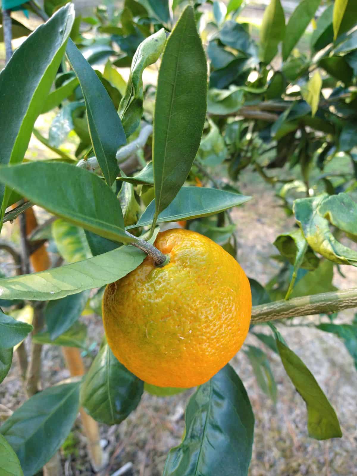 A single orange Satsuma with a little bit of green in it's peel growing in a tree.